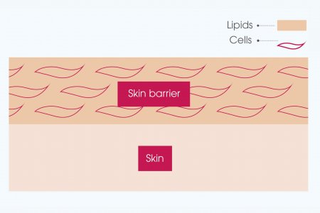 skin barrier 