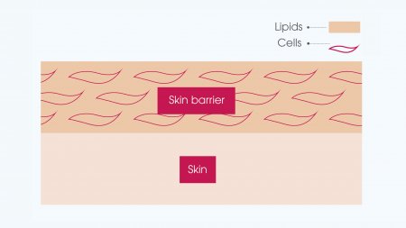 skin barrier 