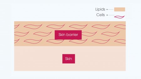 skin barrier skin barrier